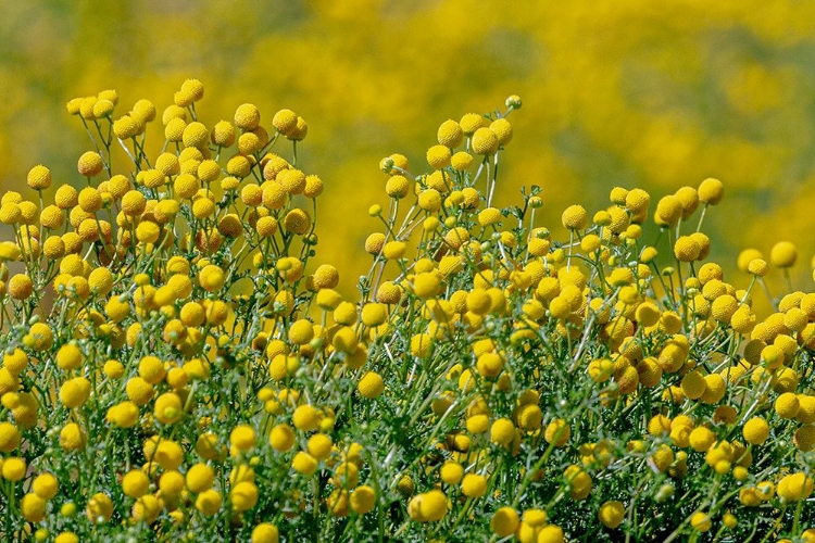 Picture of ARIZONA-GOODYEAR WILDFLOWERS IN ESTRELLA MOUNTAIN REGIONAL PARK 