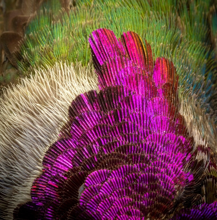 Picture of ARIZONA CLOSE-UP OF HUMMINGBIRD FEATHER PATTERN 