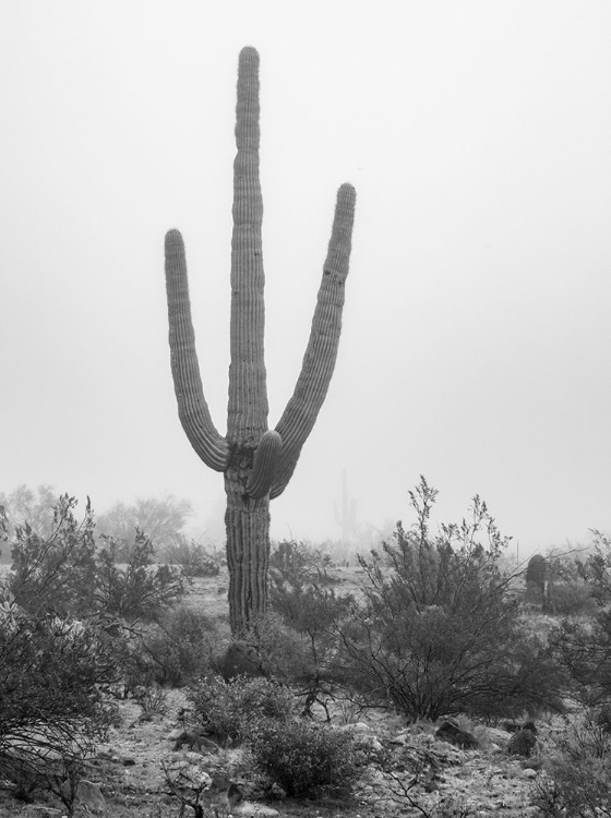 Picture of ARIZONA-BUCKEYE BLACK AND WHITE OF SAGUARO CACTUS IN FOG 