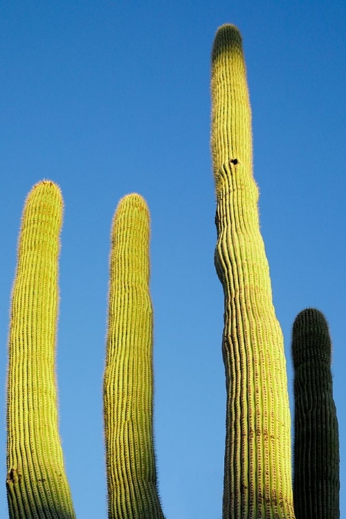 Picture of DESERT CACTUS-CAREFREE-ARIZONA