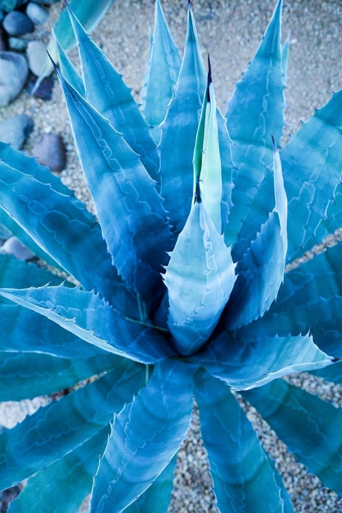 Picture of DESERT CACTUS-CAREFREE-ARIZONA