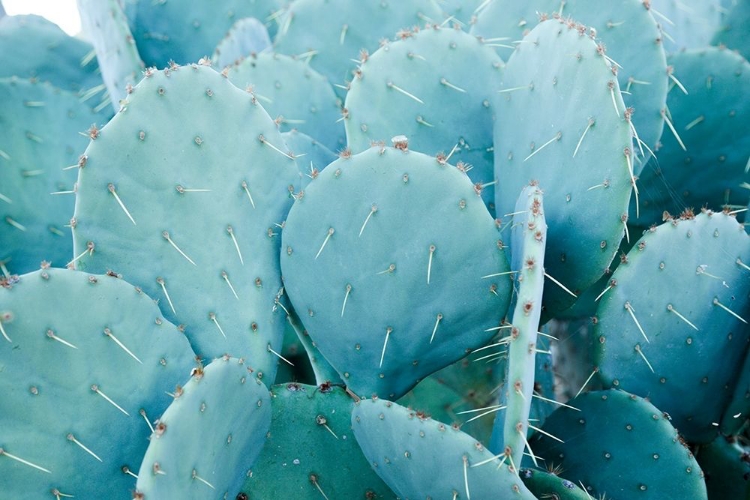 Picture of DESERT CACTUS-CAREFREE-ARIZONA