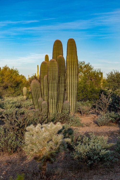 Picture of ARIZONA-TUCSON MOUNTAIN PARK