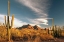 Picture of A VALLEY OF SAGUARO CACTUS IN ORGAN PIPE CACTUS NATIONAL MONUMENT-ON THE ARIZONA MEXICO BORDER