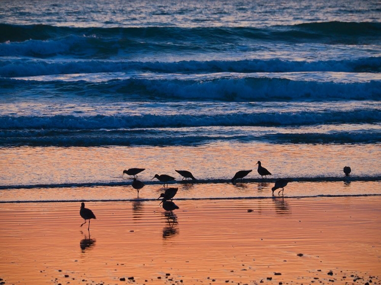 Picture of MORRO BAY SHORE