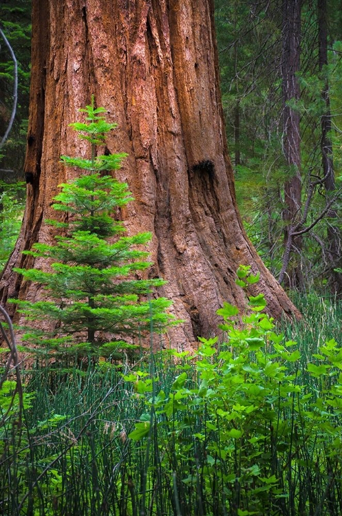 Picture of MARIPOSA GROVE-YOSEMITE-SIERRA MOUNTAINS-CALIFORNIA-USA