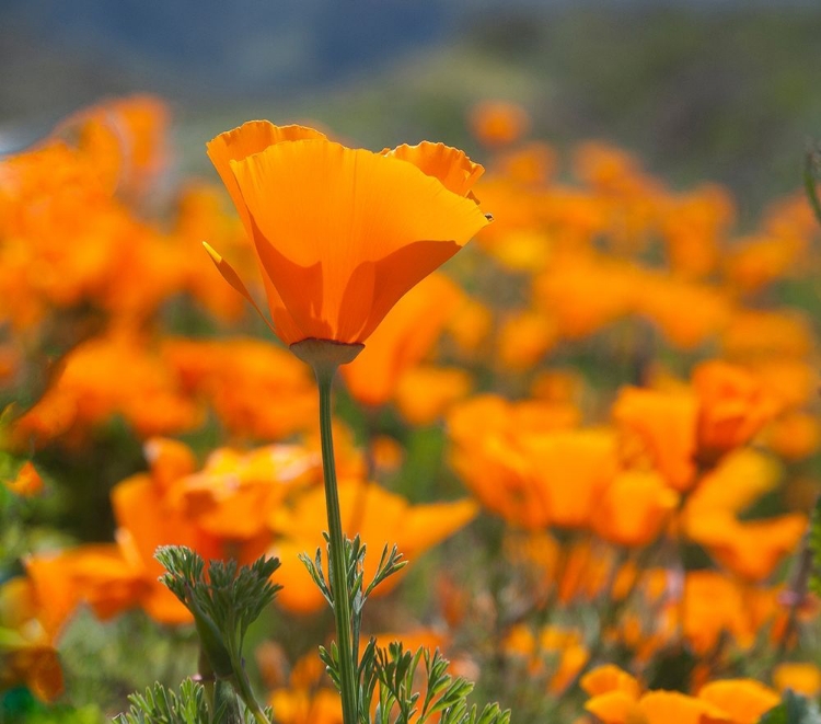 Picture of CALIFORNIA POPPIES-BIG SUR-CALIFORNIA-USA