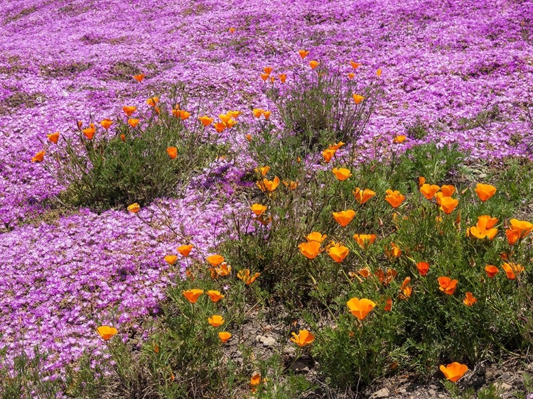 Picture of CALIFORNIA POPPIES-BIG SUR-CALIFORNIA-USA