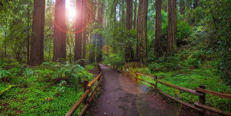 Picture of MUIR WOODS NATIONAL MONUMENT-MARIN COUNTY-CALIFORNIA-USA