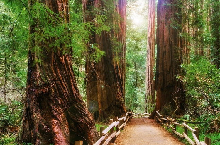 Picture of MUIR WOODS NATIONAL MONUMENT-MARIN COUNTY-CALIFORNIA-USA