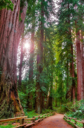Picture of MUIR WOODS NATIONAL MONUMENT-MARIN COUNTY-CALIFORNIA-USA