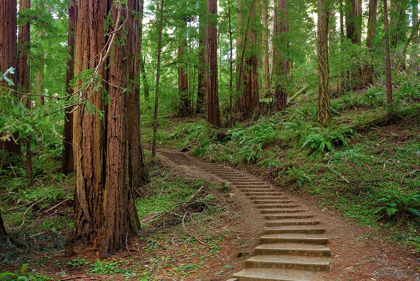 Picture of MUIR WOODS NATIONAL MONUMENT-MARIN COUNTY-CALIFORNIA-USA