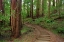 Picture of MUIR WOODS NATIONAL MONUMENT-MARIN COUNTY-CALIFORNIA-USA