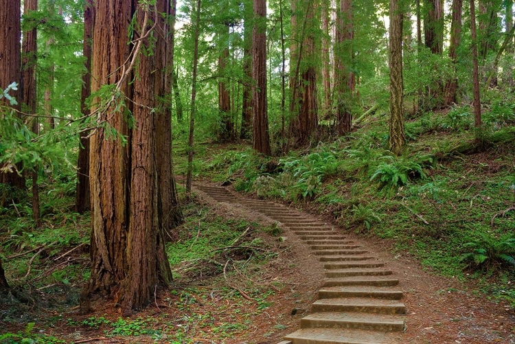 Picture of MUIR WOODS NATIONAL MONUMENT-MARIN COUNTY-CALIFORNIA-USA