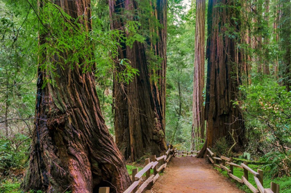 Picture of MUIR WOODS NATIONAL MONUMENT-MARIN COUNTY-CALIFORNIA-USA