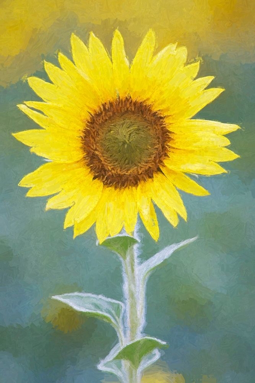 Picture of CALIFORNIA ABSTRACT OF SUNFLOWER