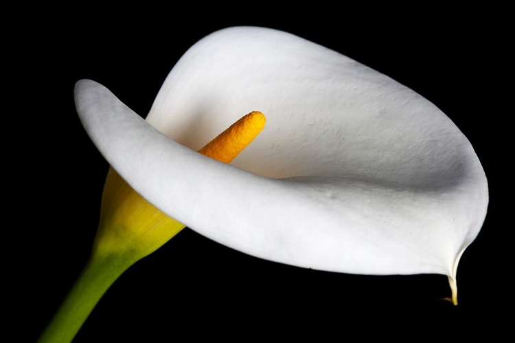 Picture of CALIFORNIA CALLA LILY CLOSE-UP