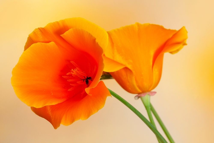 Picture of CALIFORNIA CLOSE-UP OF ORANGE POPPY