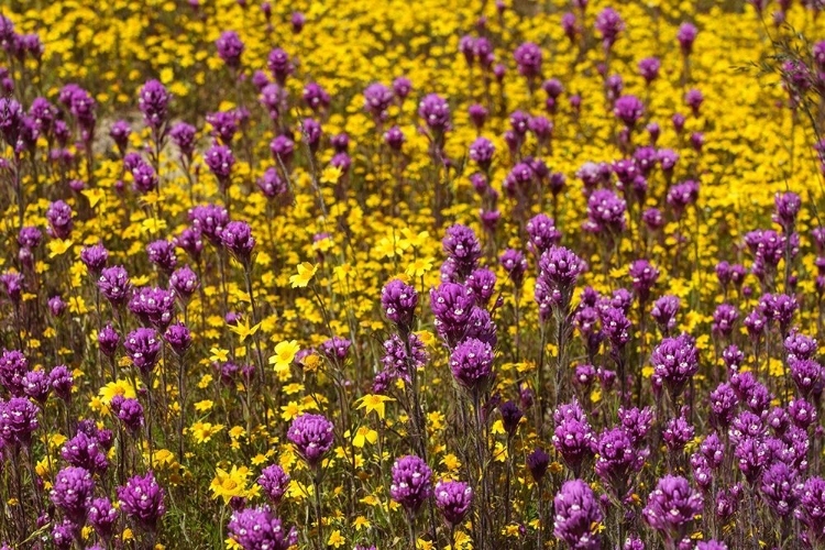 Picture of CALIFORNIA OWLS CLOVER AND A VARIETY OF YELLOW FLOWERS FILL A MEADOW IN CARRIZO PLAIN NM