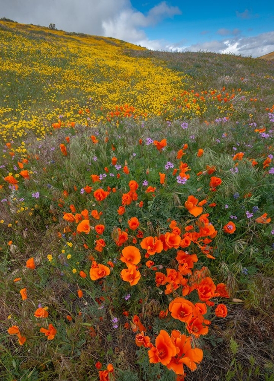 Picture of ORANGE POPPIES-GOLDFIELDS AND FILAREE ARE PROTECTED FROM WIND NEAR LANCASTER AND ANTELOPE VALLEY