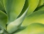 Picture of CALIFORNIA-SAN DIEGO CLOSE UP OF AN AGAVE PLANT (AGAVACEAE)