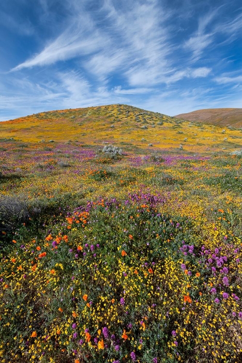 Picture of CALIFORNIA FIELDS OF CALIFORNIA POPPY-GOLDFIELDS-OWLS CLOVER WITH CLOUDS-ANTELOPE VALLEY