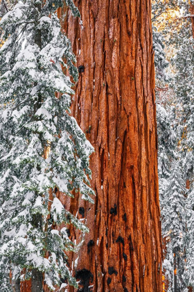 Picture of GIANT SEQUOIA IN THE CONGRESS GROVE IN WINTER-GIANT FOREST-SEQUOIA NATIONAL PARK-CALIFORNIA-USA