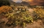 Picture of DESERT WILDFLOWER BLOOM AT ANZA BORREGO PARK IN CALIFORNIA