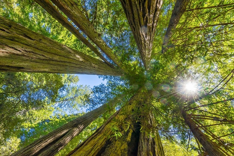 Picture of SUN SHINING THROUGH TOWERING TREE-REDWOODS NATIONAL PARK-NEWTON B DRURY DRIVE-CRESCENT CITY