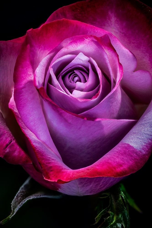 Picture of COLORADO-FT COLLINS ROSE FLOWER CLOSE-UP 