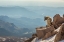 Picture of COLORADO-MT EVANS MOUNTAIN GOAT ON ROCKY OVERLOOK 