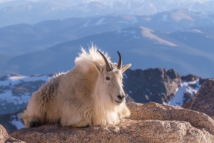 Picture of COLORADO-MT EVANS MOUNTAIN GOAT ON ROCKY OVERLOOK 