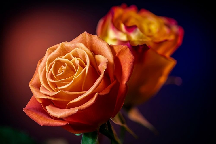 Picture of COLORADO-FORT COLLINS ROSES CLOSE-UP 