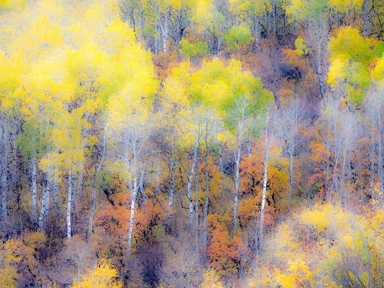 Picture of COLORADO-SAN JUAN MTS YELLOW AND ORANGE FALL ASPENS IN GUNNISON NATIONAL FOREST