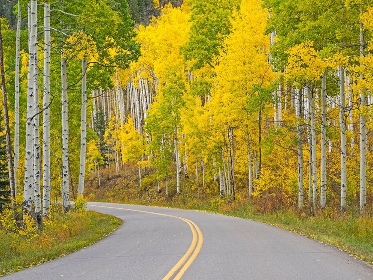 Picture of COLORADO-ASPEN-CURVED ROADWAY NEAR TOWNSHIP OF ASPEN IN FALL COLORS