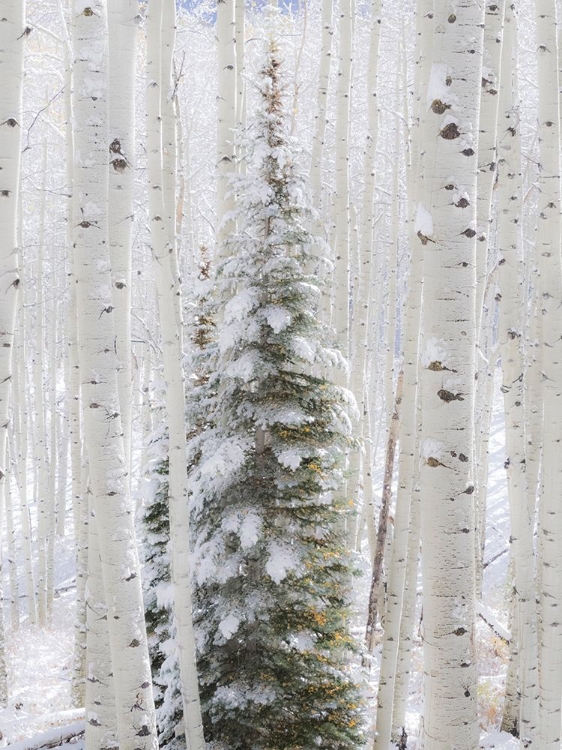 Picture of COLORADO-KEEBLER PASS-FRESH SNOW ON ASPENS AND EVERGREEN TREES