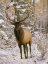 Picture of A BULL ELK IN EARLY WINTER IN THE COLORADO ROCKY MOUNTAINS