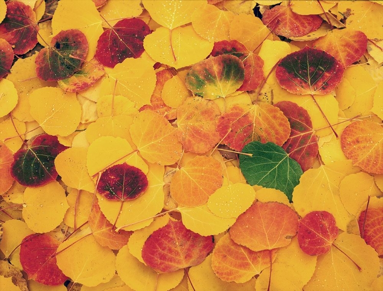 Picture of FALLEN ASPEN LEAVES CARPET THE GROUND IN THE COLORADO ROCKY MOUNTAINS