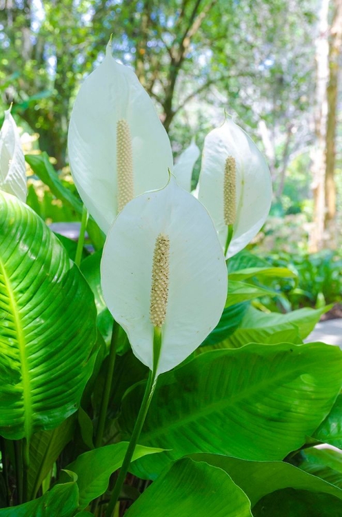 Somerset House - Images. FLORIDA- PEACE LILY