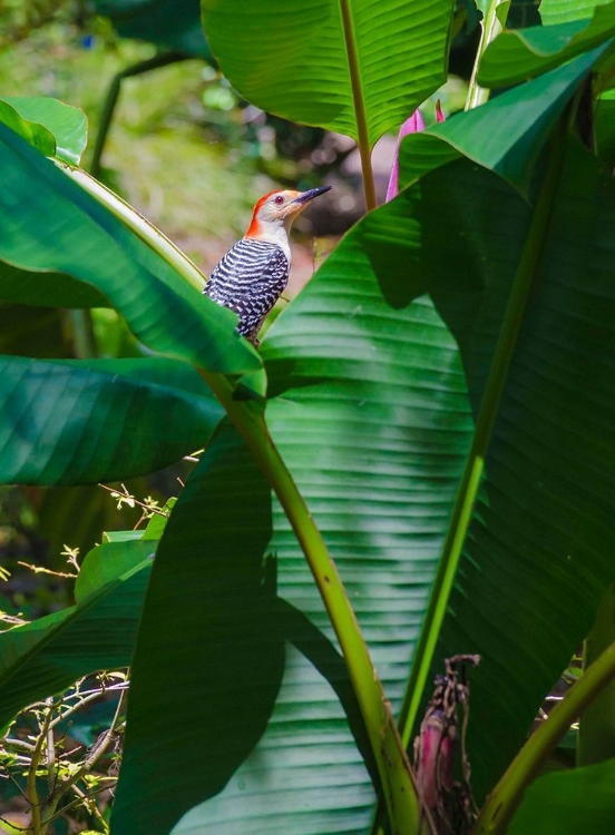 Picture of FLORIDA- WOODPECKER AMONG BANANA LEAVES