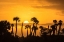 Picture of FLORIDA-ORLANDO WETLANDS PARK PALM TREES SILHOUETTED AT SUNRISE