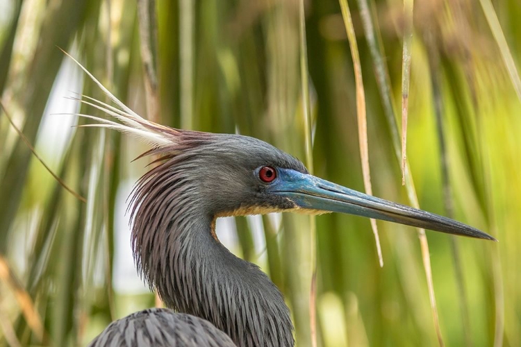 Picture of FLORIDA-ANASTASIA ISLAND-ALLIGATOR FARM TRI-COLORED HERON IN BREEDING PLUMAGE