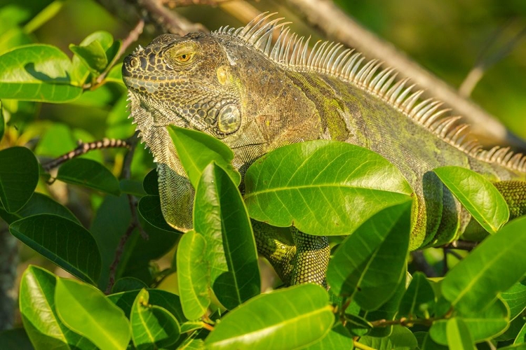 Picture of FLORIDA-WAKODAHATCHEE WETLANDS GREEN IGUANA CLOSE-UP