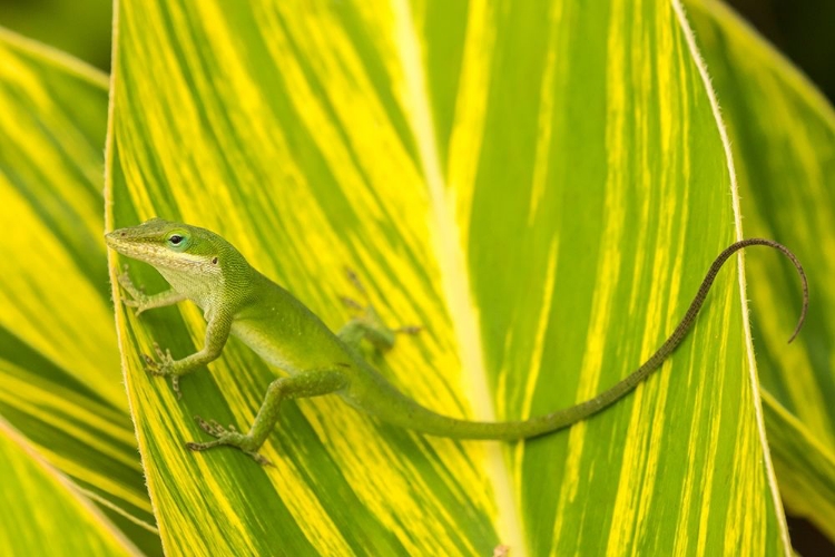 Picture of FLORIDA-ANASTASIA ISLAND-ALLIGATOR FARM GREEN ANOLE ON LEAF