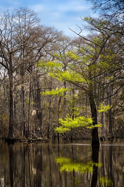 Picture of RIVER WATER MOVES SLOWLY THROUGH A FLOODED WOODED SWAMP IN FLORIDA CYPRESS LEAFING OUT