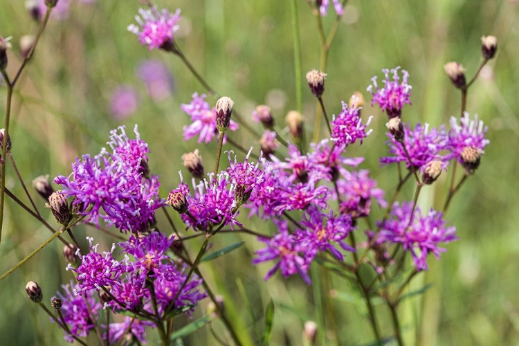 Picture of FLORIDA IRONWEED