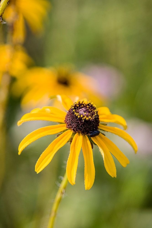 Picture of BLACK-EYED SUSAN BLOOMS