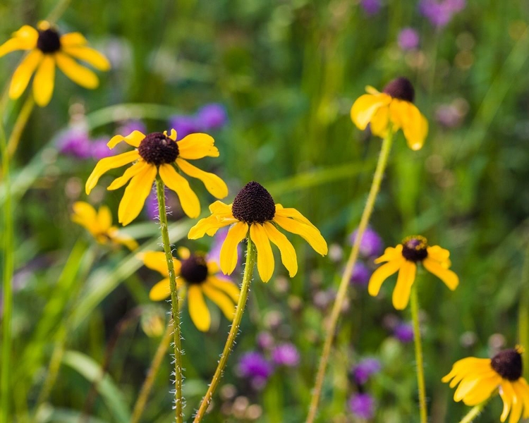 Picture of BLACK-EYED SUSAN BLOOMS