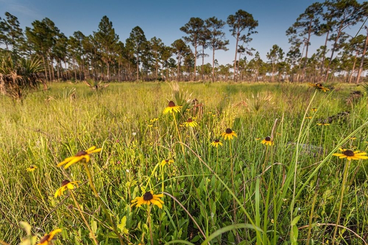 Picture of BLACK-EYED SUSAN BLOOMS