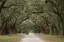 Picture of LIVE OAK ALLEY-SAVANNAH-GEORGIA